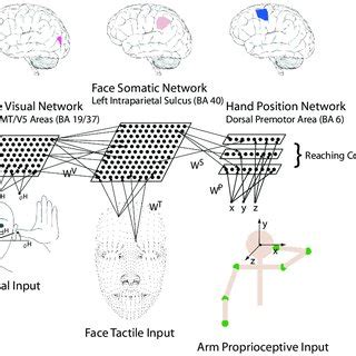 neural and social networks|Neurocomputational mechanism of real.
